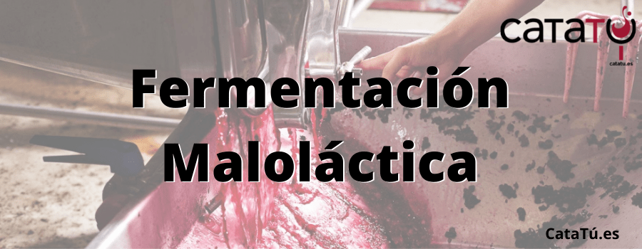La fermentación maloláctica