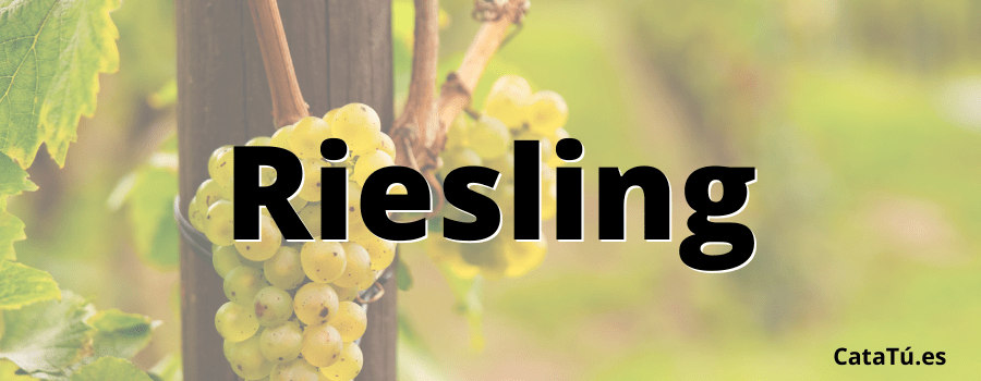Riesling uva y vinos