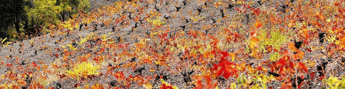 Bodega Cartoixa de Montsalvat